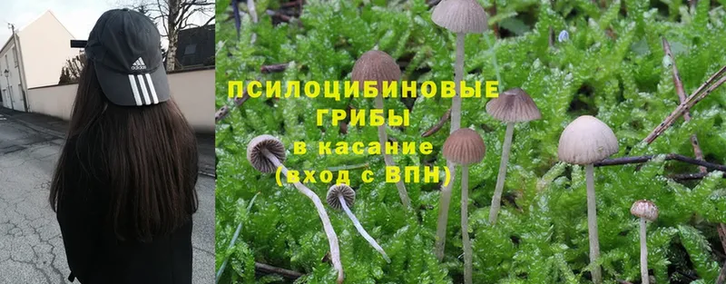 как найти наркотики  Белая Калитва  Псилоцибиновые грибы Magic Shrooms 